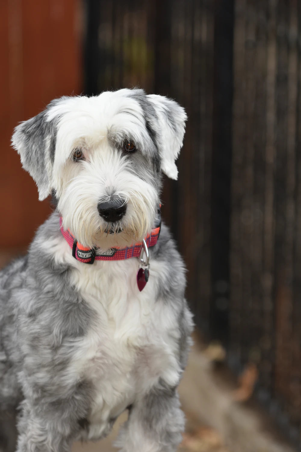 2019 Radar Dog Collar 12.5 - 18.5